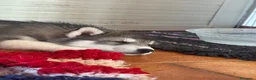 Husky cani in vendita: Cuccioli di Siberian husky  - Annuncio 7