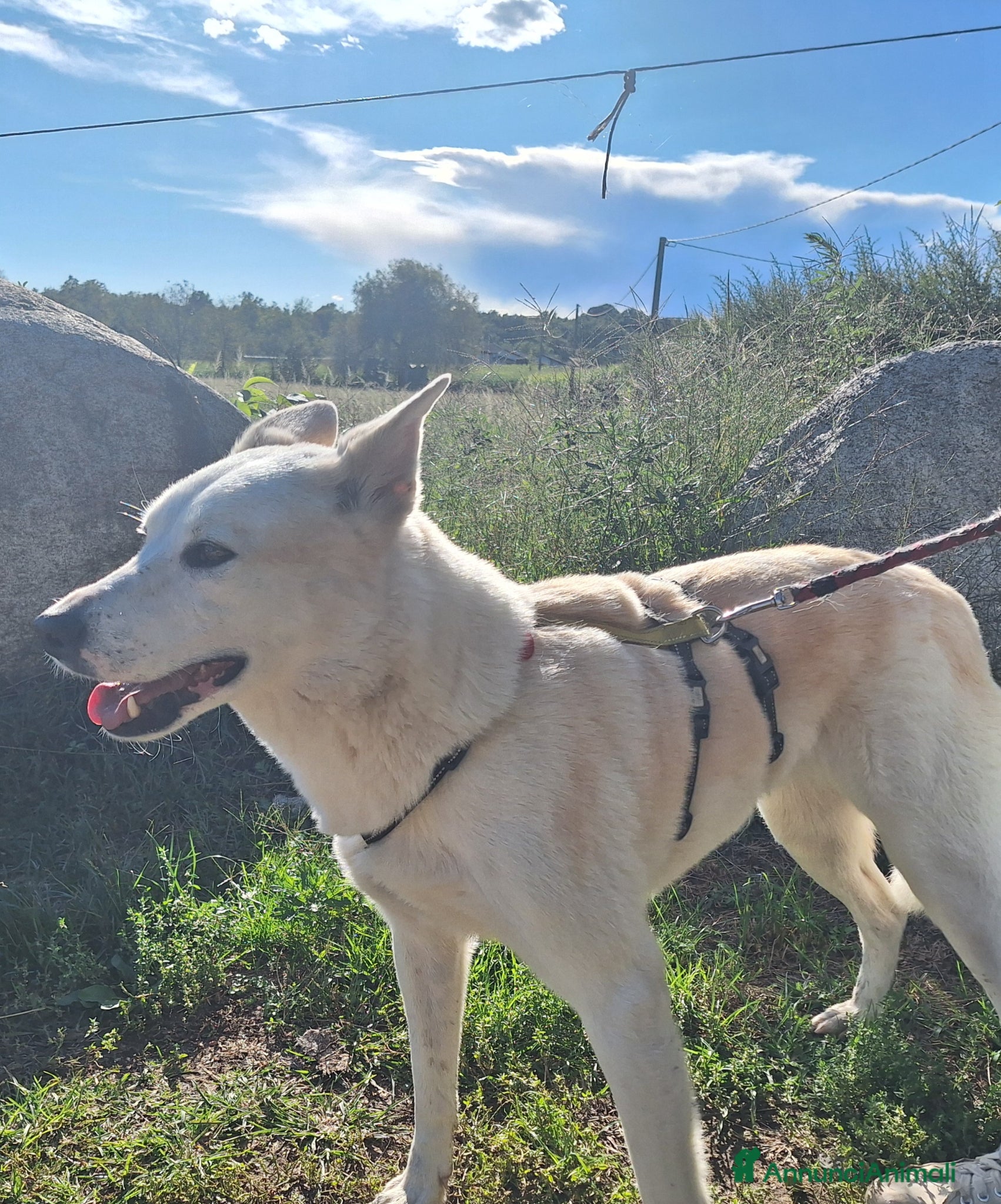 Meticcio cani Camilla una dolcezza ,cerca casa - Annuncio 5