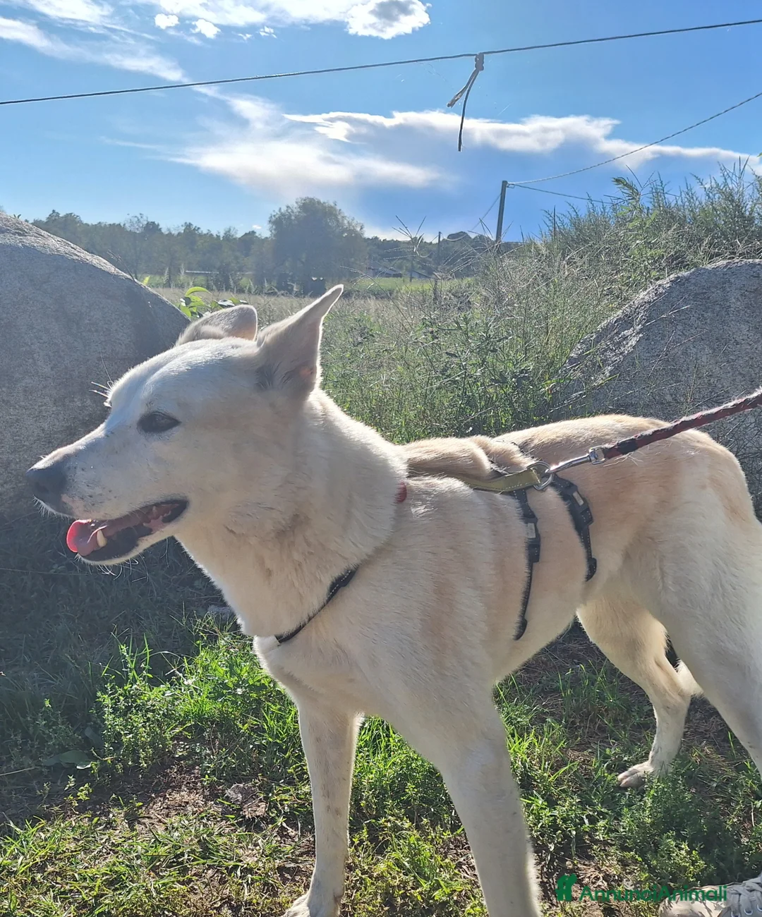 Meticcio cani in regalo: Camilla una dolcezza ,cerca casa - Annuncio 1