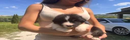 Australian Shepherd cani in vendita: Pastori Australiani - Annuncio 6