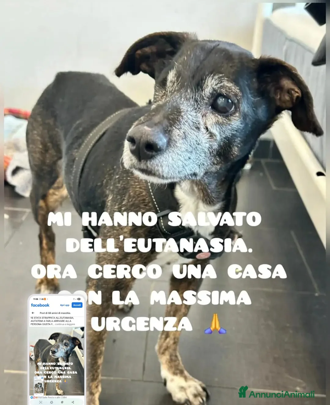 Meticcio cani in regalo: Stellina 14anni 8kg STRAPPATA ALL EUTANASIA!PUGLIA - Annuncio 1