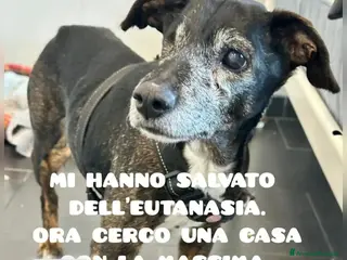 Meticcio cani Stellina 14anni 8kg STRAPPATA ALL EUTANASIA!PUGLIA - Annuncio 8