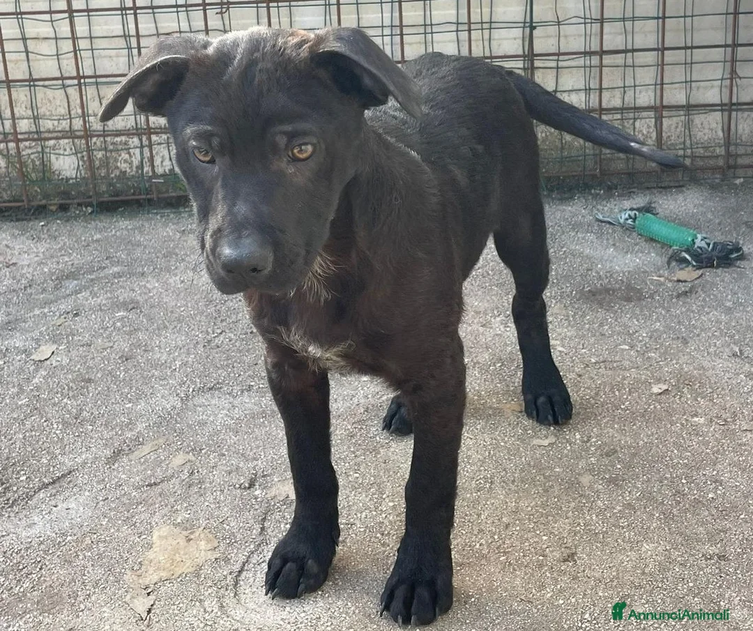 Meticcio cani in regalo: SIMIL LABRADORINO NERO - Annuncio 1