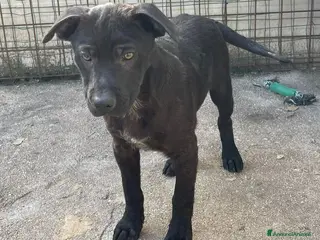 Meticcio cani SIMIL LABRADORINO NERO - Annuncio 16