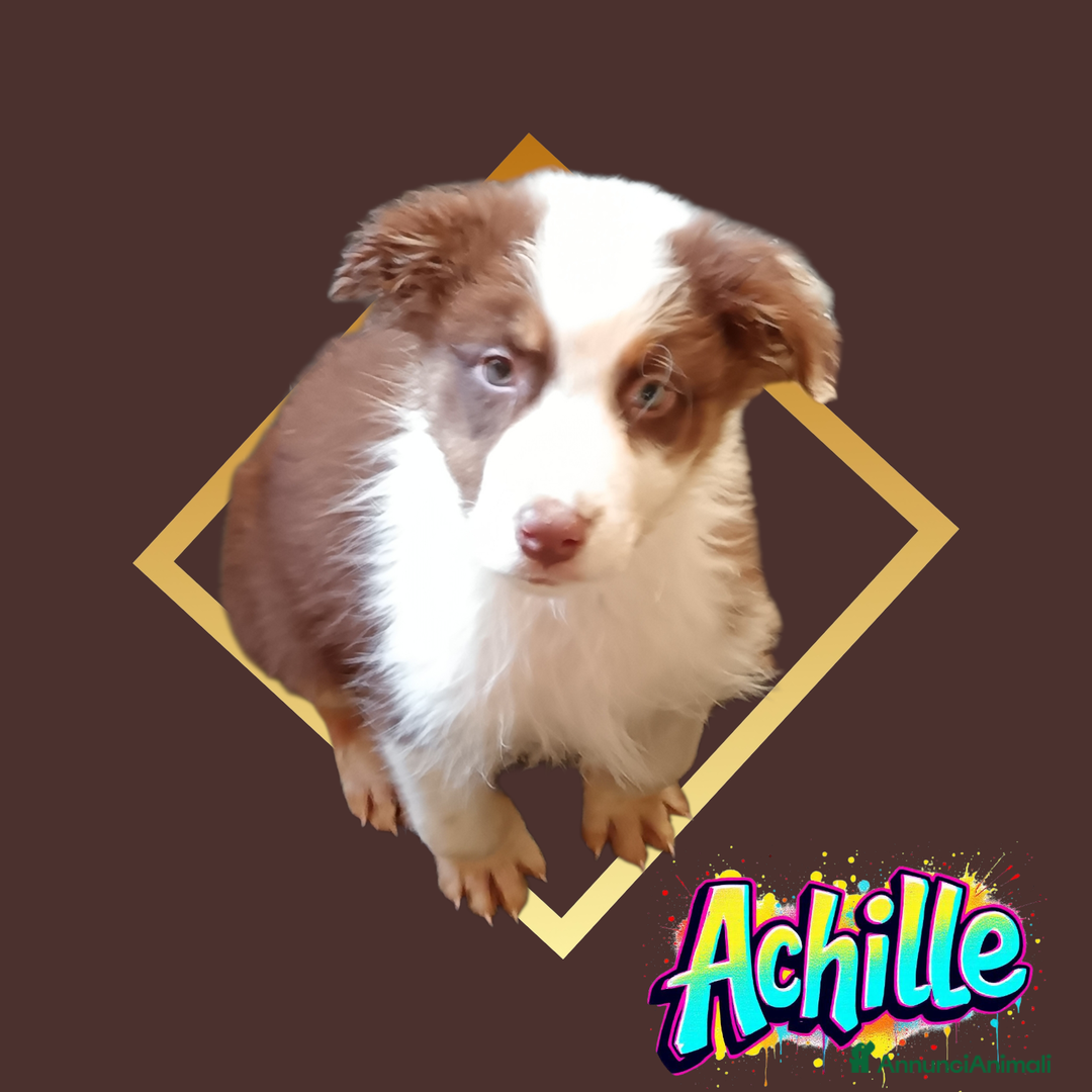 Australian Shepherd cani in vendita: Cuccioli pastore australiano  - Annuncio 2