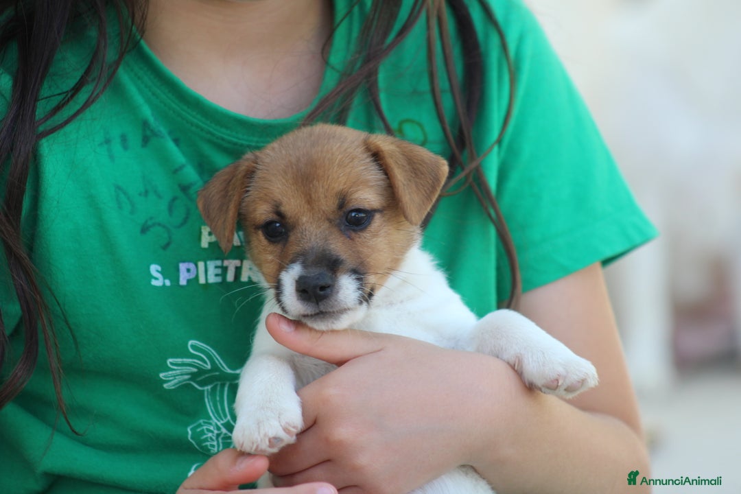 Jack Russell cani in vendita: JACK RUSSELL TERRIER a Provincia di Foggia - Immagine 2