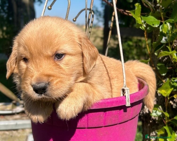 Golden Retriever cani Cuccioli Golden Retriever Americani-Pedigree ENCI - Annuncio 2