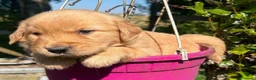 Golden Retriever cani in vendita: Cuccioli Golden Retriever Americani-Pedigree ENCI a Città Metropolitana di Genova - Annuncio 1