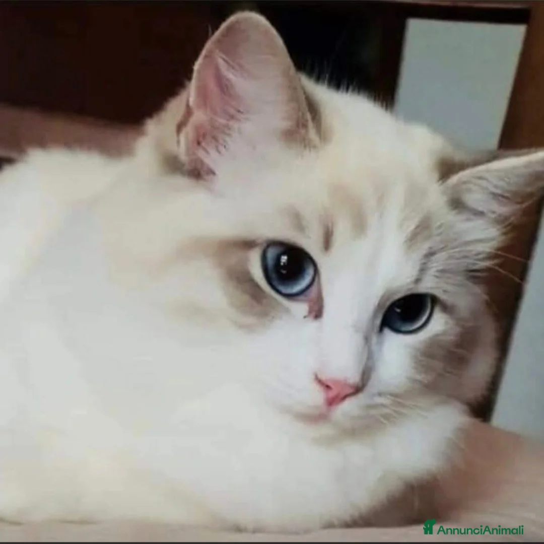 Ragdoll gatti in vendita: Cuccioli di Ragdoll di alta genealogia  - Annuncio 1