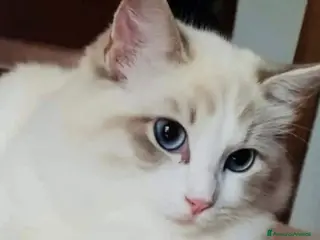 Ragdoll gatti Cuccioli di Ragdoll di alta genealogia - Annuncio 4