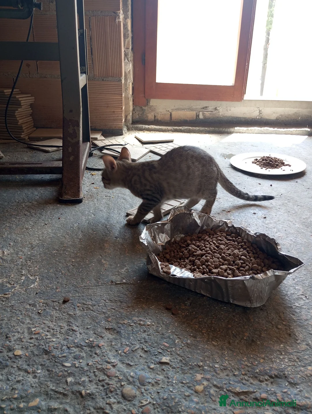 Altre razze gatti in regalo: Abbiamo nove cuccioli tigrati a Provincia di Macerata - Annuncio 1
