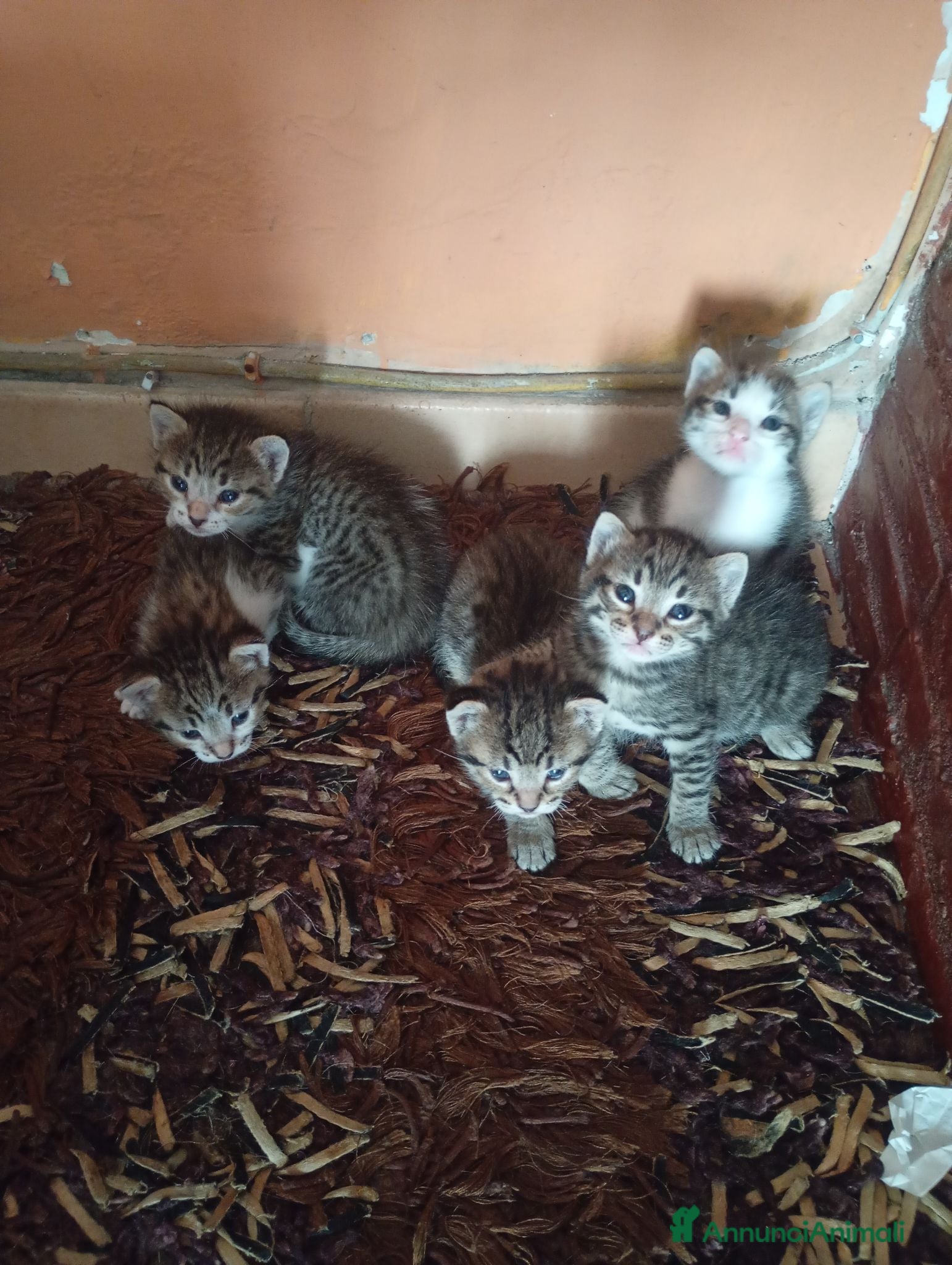 Meticcio gatti Cuccioli gatto - Annuncio 5