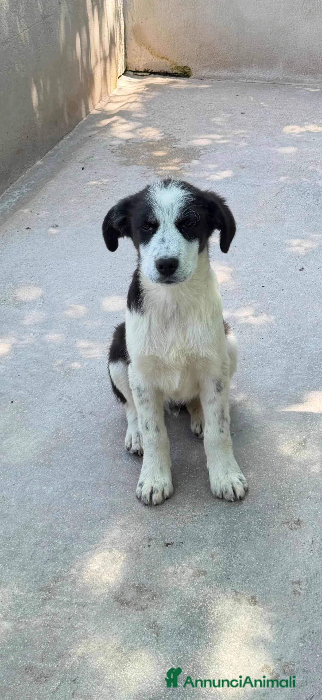 Meticcio cani in regalo: Macchia a Provincia di Brescia - Annuncio 4