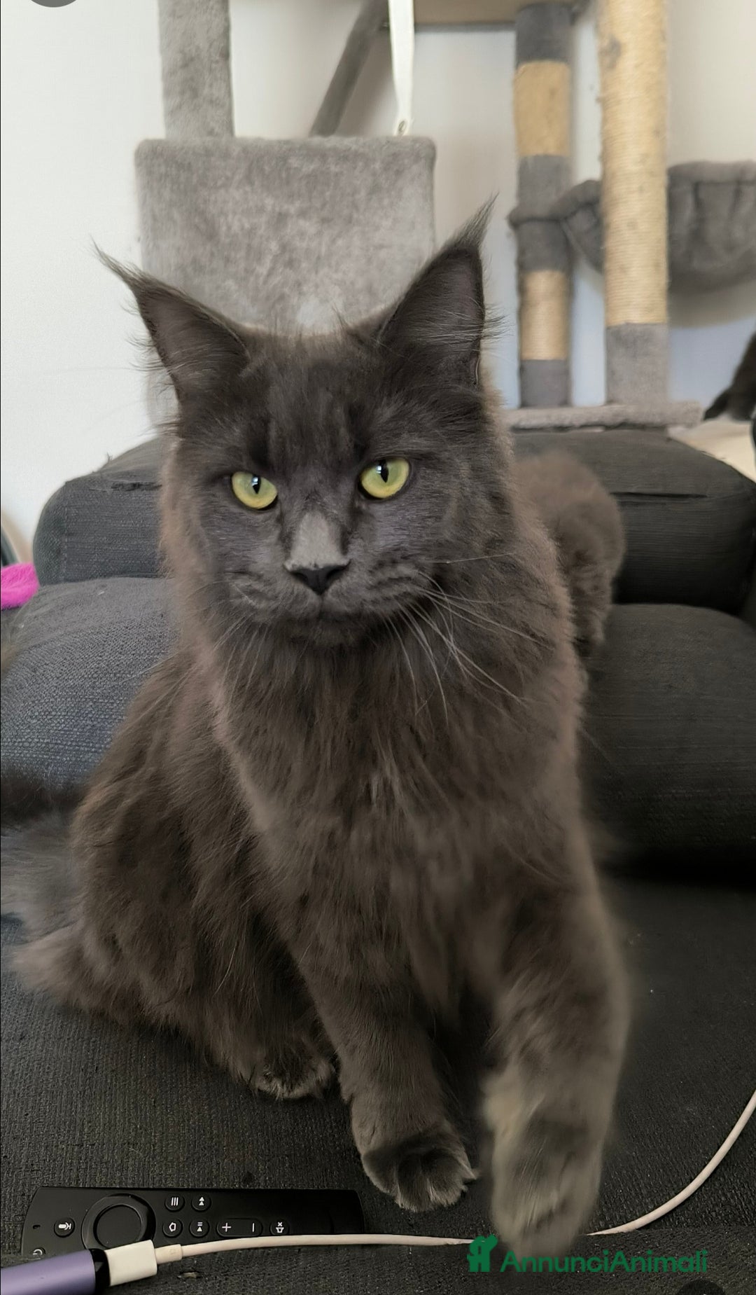 Maine Coon gatti in vendita: Cuccioli Maine Coon Blue - Annuncio 10