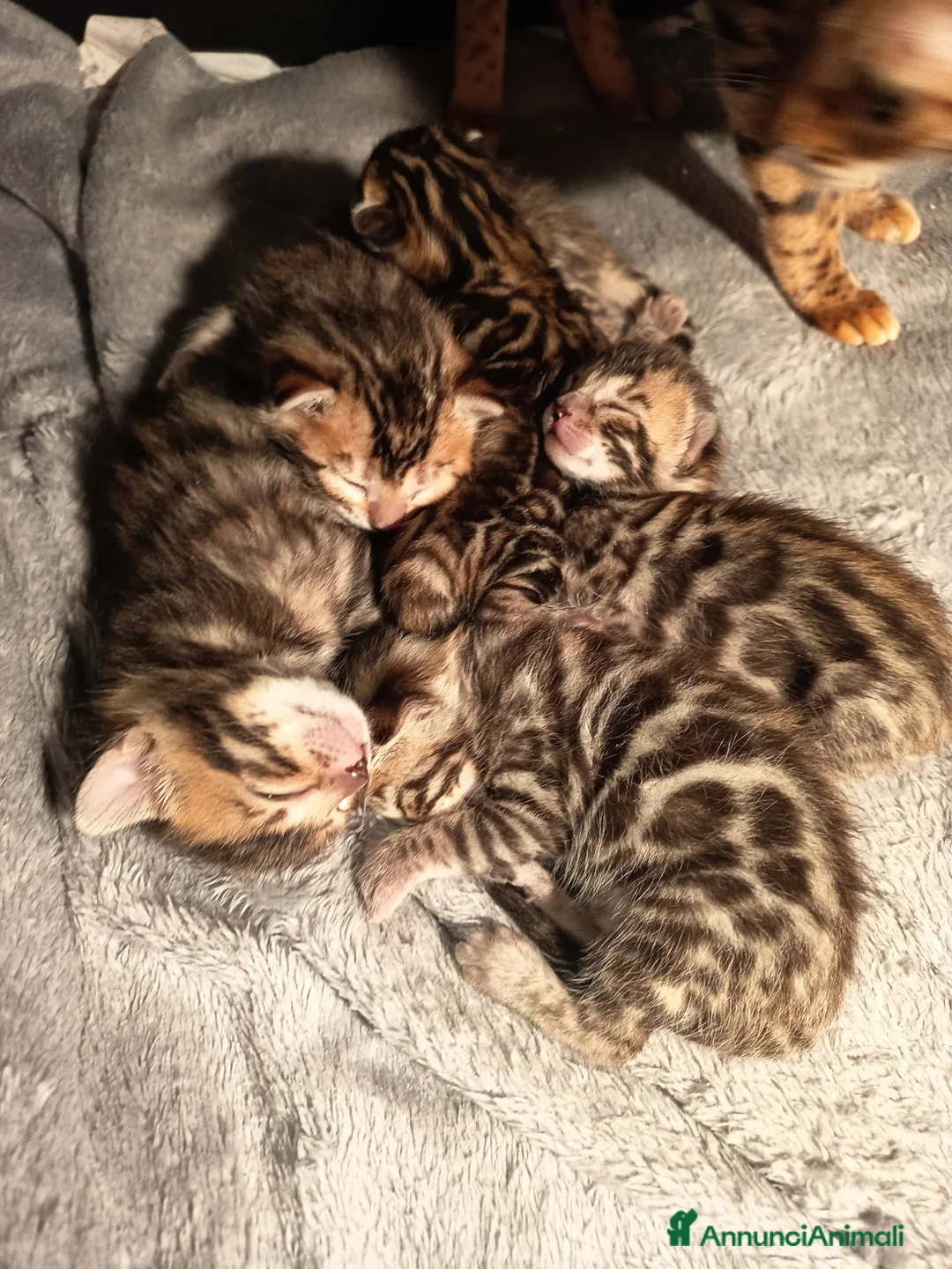 Bengala gatti in vendita: meravigliosi feminucce  - Annuncio 7