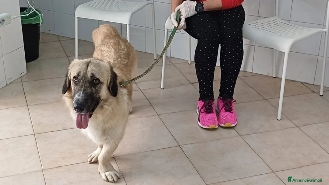 Meticcio cani in regalo: Una famiglia per Ciaky, cagnolino buonissimo a Provincia di Savona - Annuncio 2