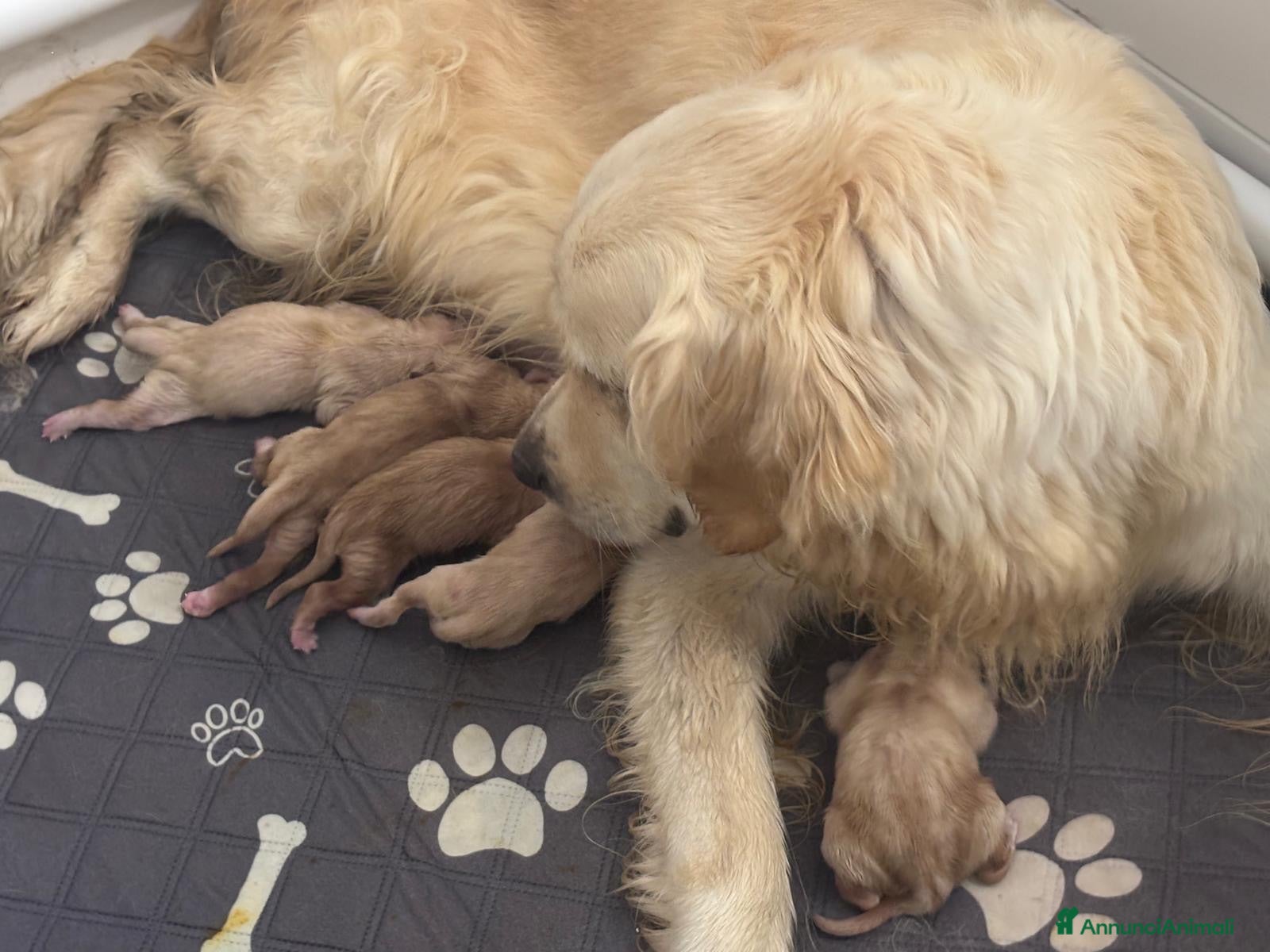 Golden Retriever cani Cuccioli di golden retriever  - Annuncio 28