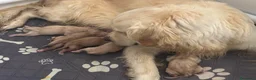 Golden Retriever cani in vendita: Cuccioli di golden retriever  a Provincia di Perugia - Annuncio 1