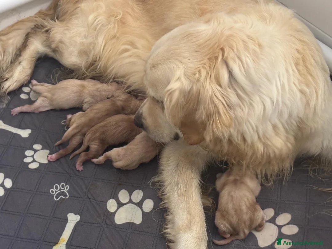 Golden Retriever cani in vendita: Cuccioli di golden retriever  a Provincia di Perugia - Annuncio 1