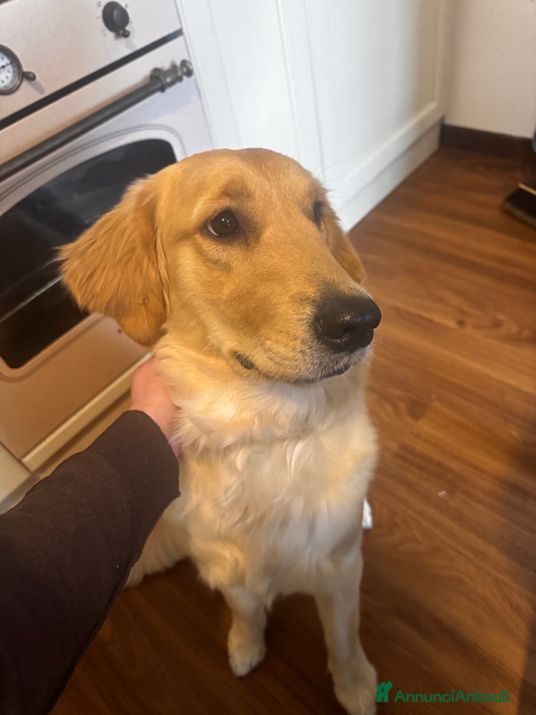 Golden Retriever cani in vendita: Golden retriver  - Annuncio 2