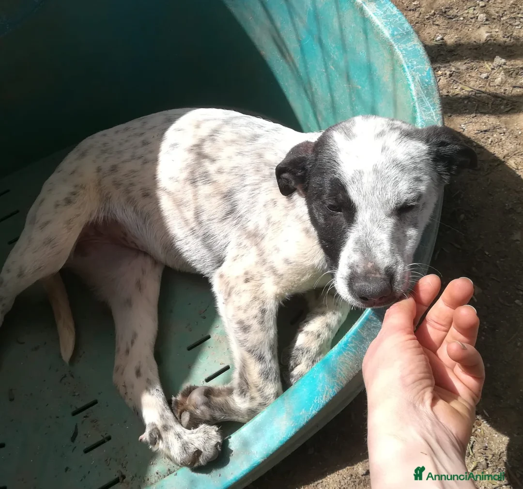 Meticcio cani in regalo: PEPE MIX SETTERINO  a Provincia di Varese - Annuncio 1