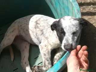 Meticcio cani PEPE MIX SETTERINO - Annuncio 2