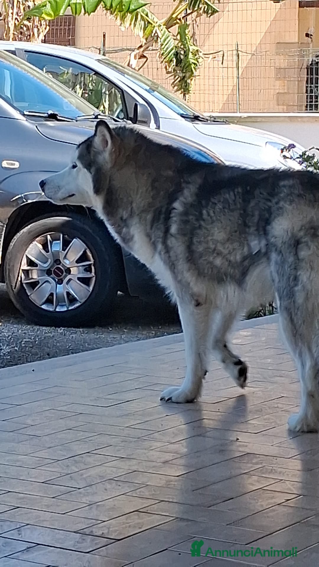 Alaskan Malamute cani Alaskan Malamute Femmina 2 mesi - Annuncio 1