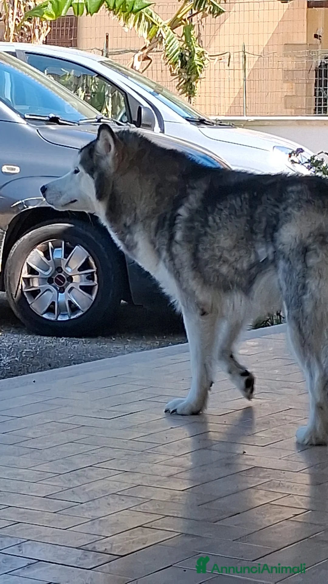 Alaskan Malamute cani in vendita: Alaskan Malamute Femmina 2 mesi - Annuncio 1