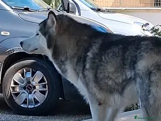 Alaskan Malamute cani Alaskan Malamute Femmina 2 mesi - Annuncio 6