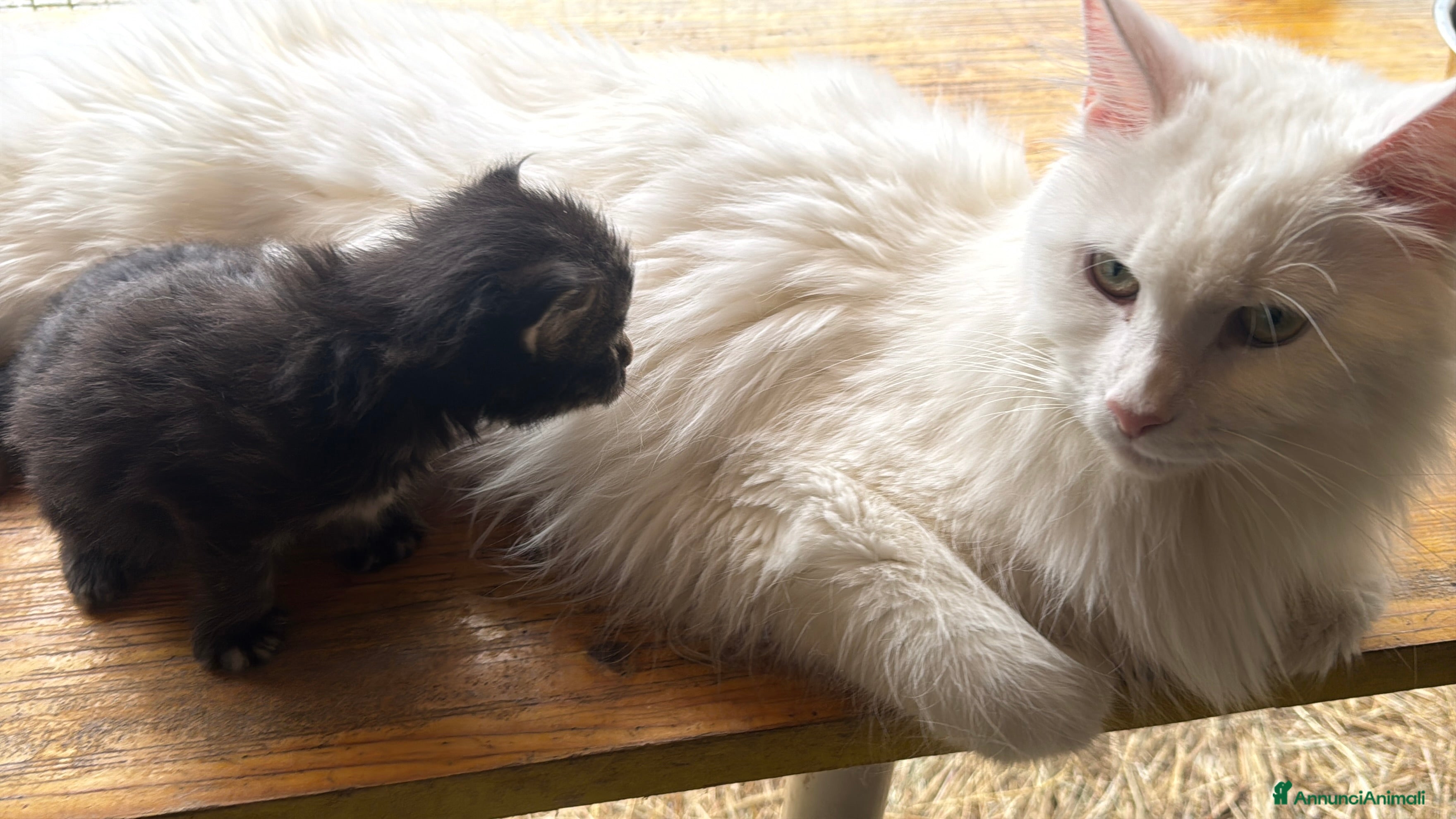 Maine Coon gatti Maine coon manto brown con pedigree - Maschio - Annuncio 1