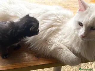 Maine Coon gatti Maine coon manto brown con pedigree - Maschio - Annuncio 1