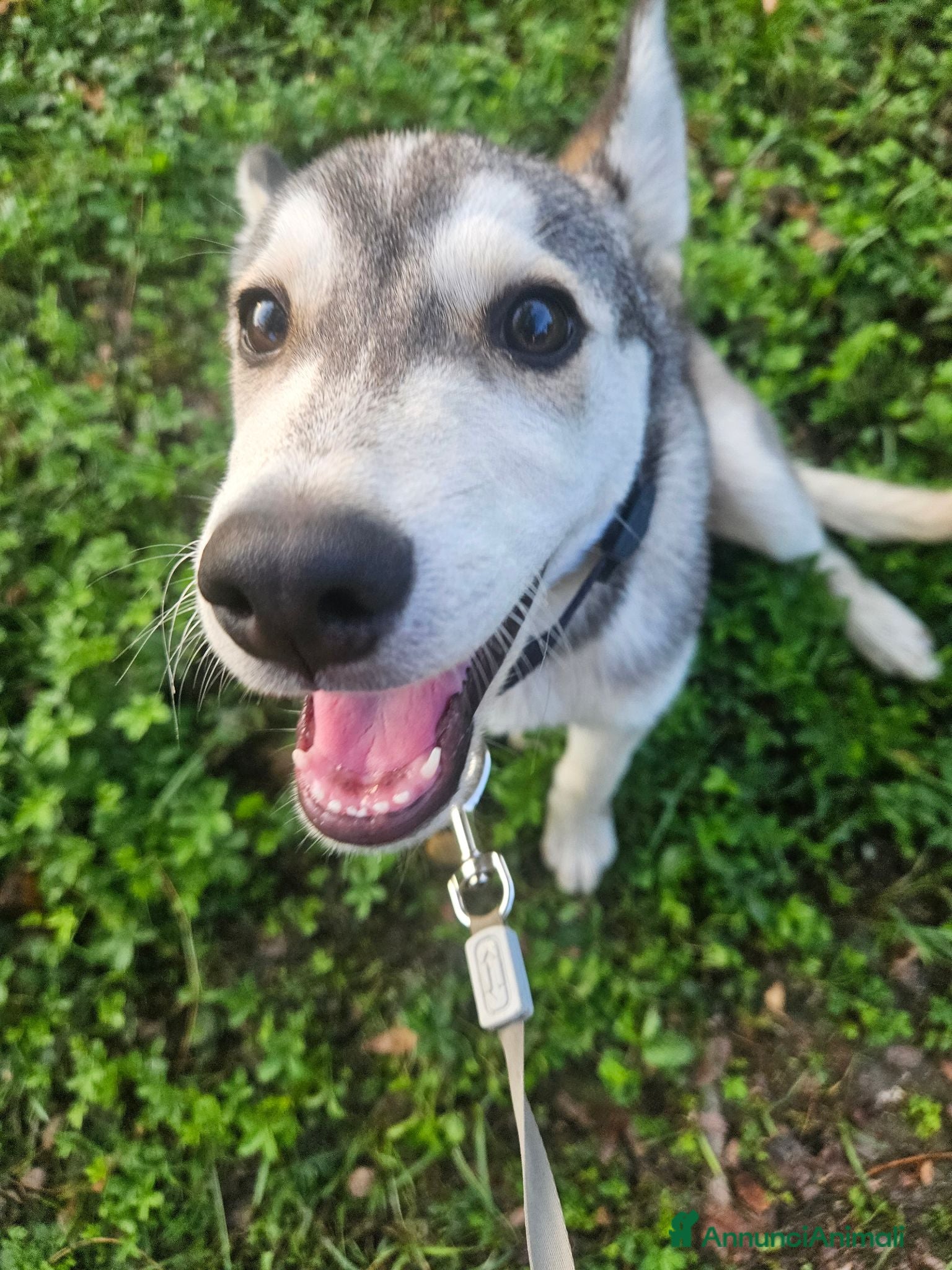 Husky cani Husky maschio - Annuncio 1