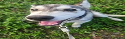 Husky cani in vendita: Husky maschio - Annuncio 1