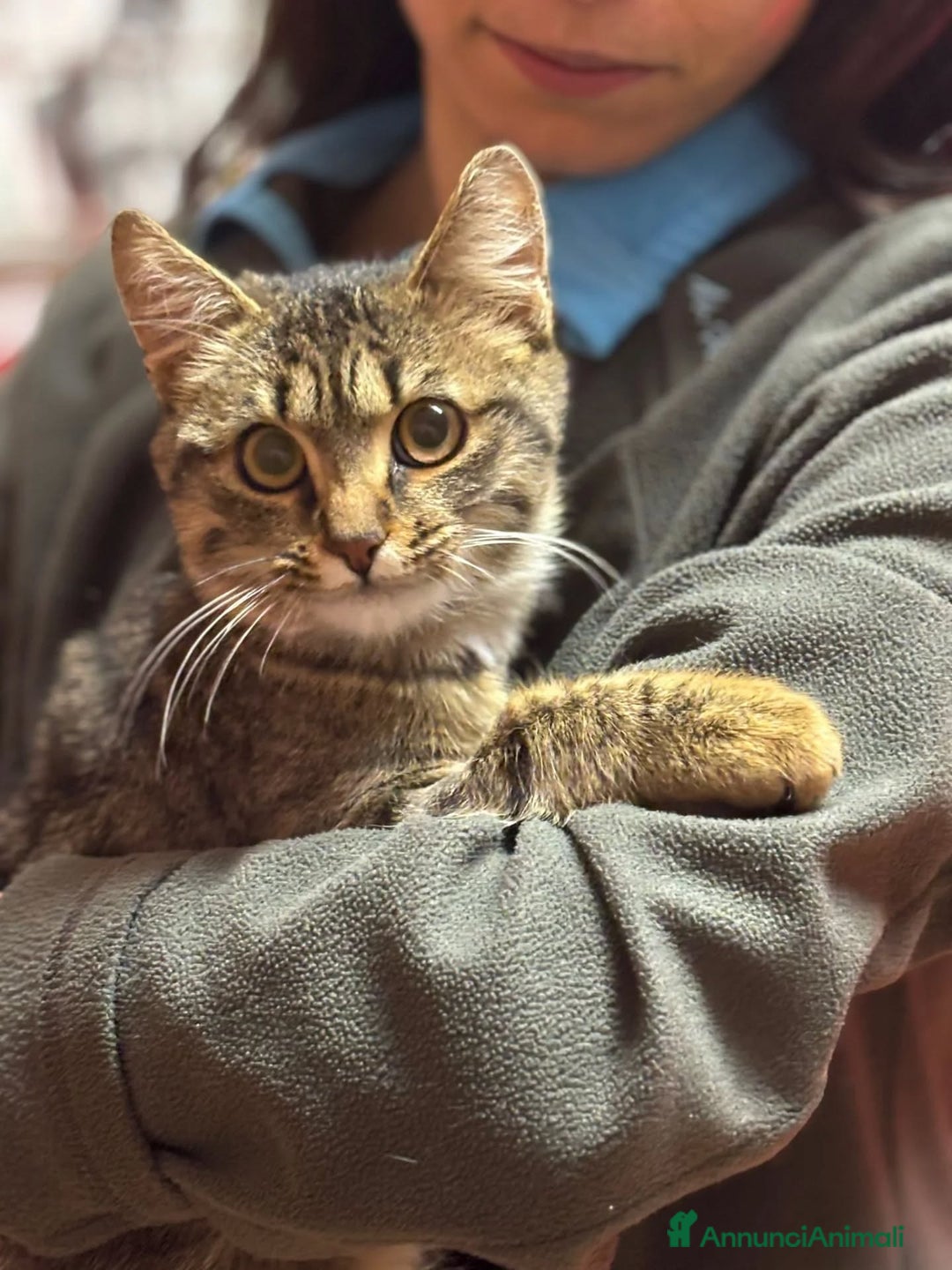 Europeo gatti in regalo: GREY dolce micino 5 mesi cerca casa - adozione - Annuncio 3