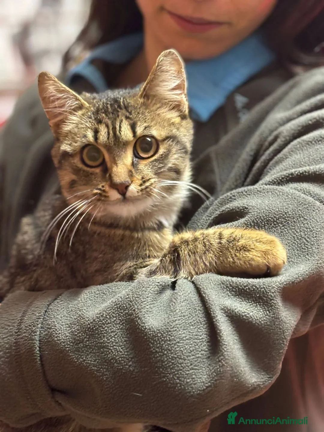 Europeo gatti in regalo: GREY dolce micino 5 mesi cerca casa - adozione - Annuncio 3