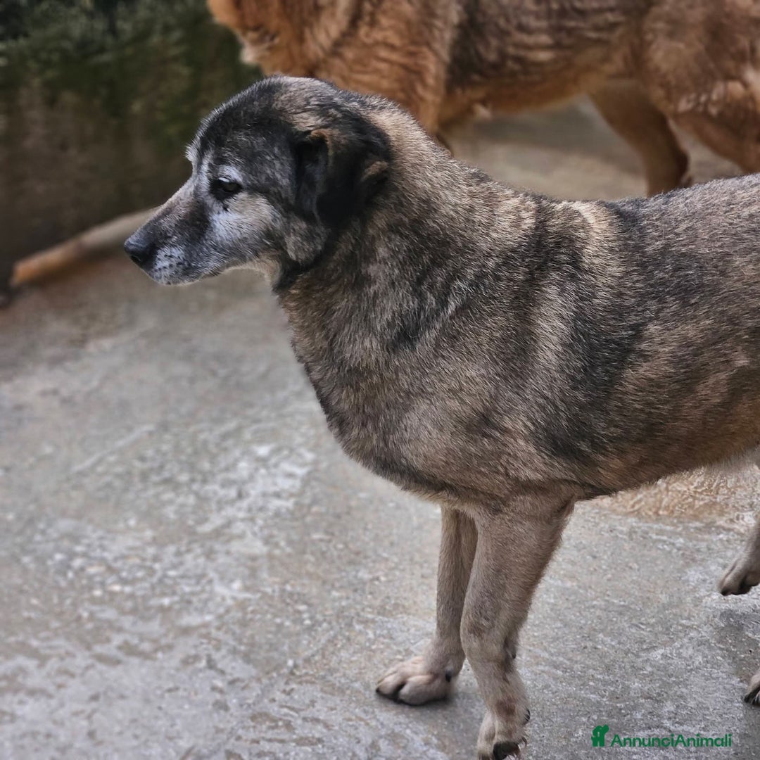 Meticcio cani in regalo: ADOZ.DEL CUORE: nonnino 10 anni, sta con tutti! - Annuncio 2