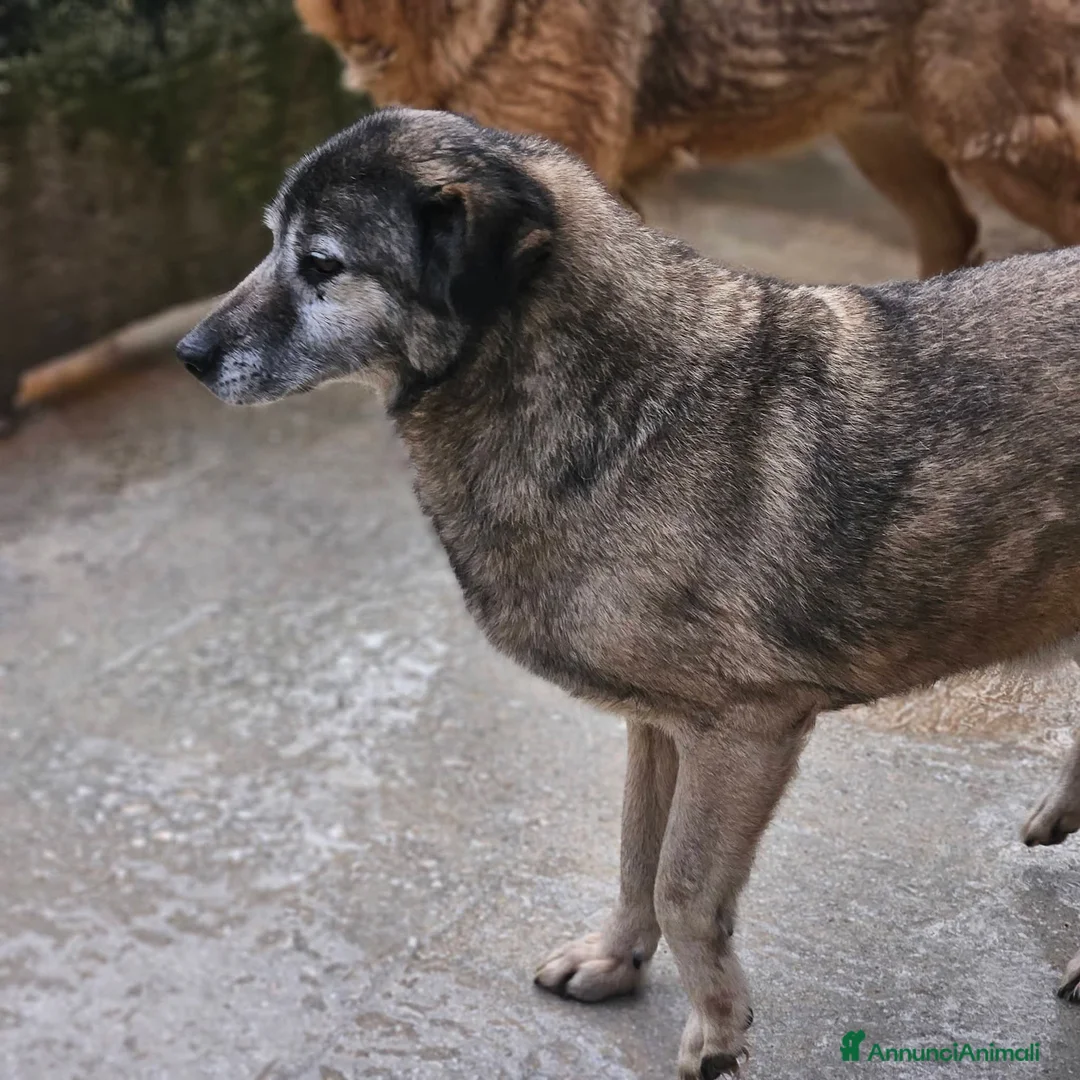 Meticcio cani in regalo: ADOZ.DEL CUORE: nonnino 10 anni, sta con tutti! - Annuncio 2