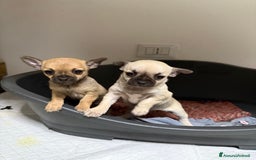 Chihuahua cani in vendita: Vendo cuccioli di Chihuahua a Provincia di Varese - Immagine 1