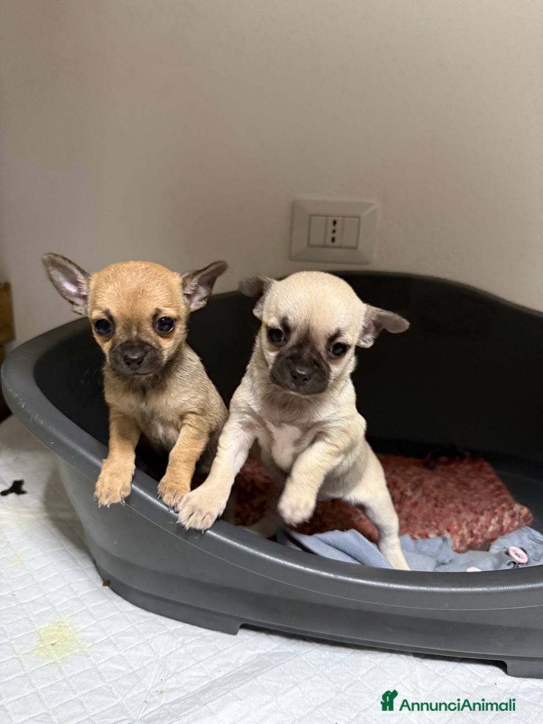 Chihuahua cani in vendita: Vendo cuccioli di Chihuahua a Provincia di Varese - Immagine 1