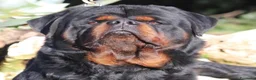 Rottweiler cani in vendita: Cuccioli Rottweiler pedigree enci - Annuncio 1