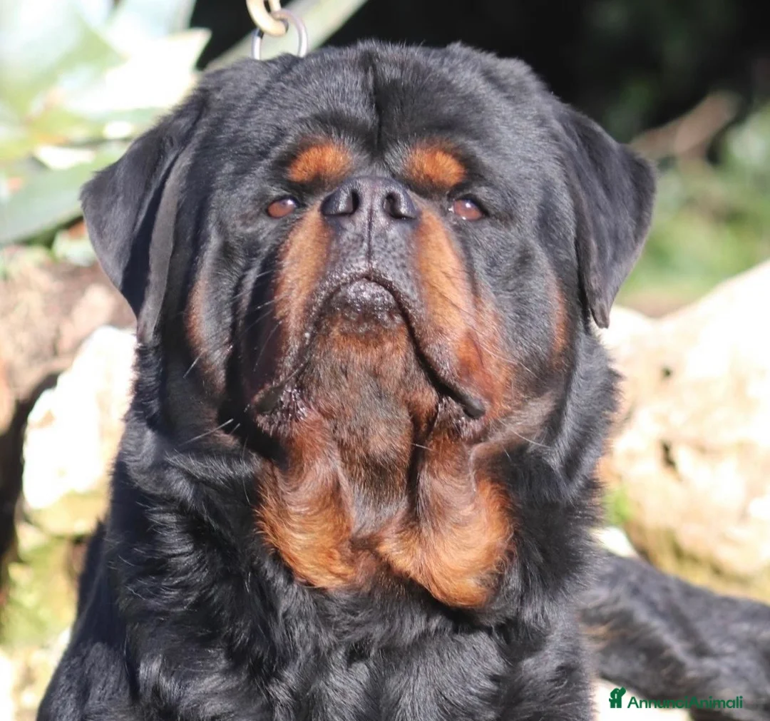 Rottweiler cani in vendita: Cuccioli Rottweiler pedigree enci - Annuncio 1