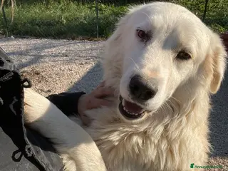Meticcio cani in regalo: SUPER COCCOLONE ; ADOTTA OSLO - Annuncio 4