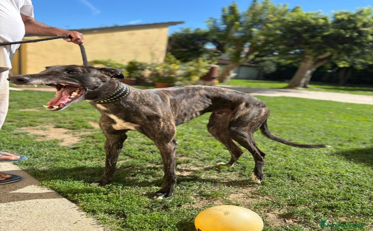 Levriero cani GREYHOUND DA CORSA  - Annuncio 1