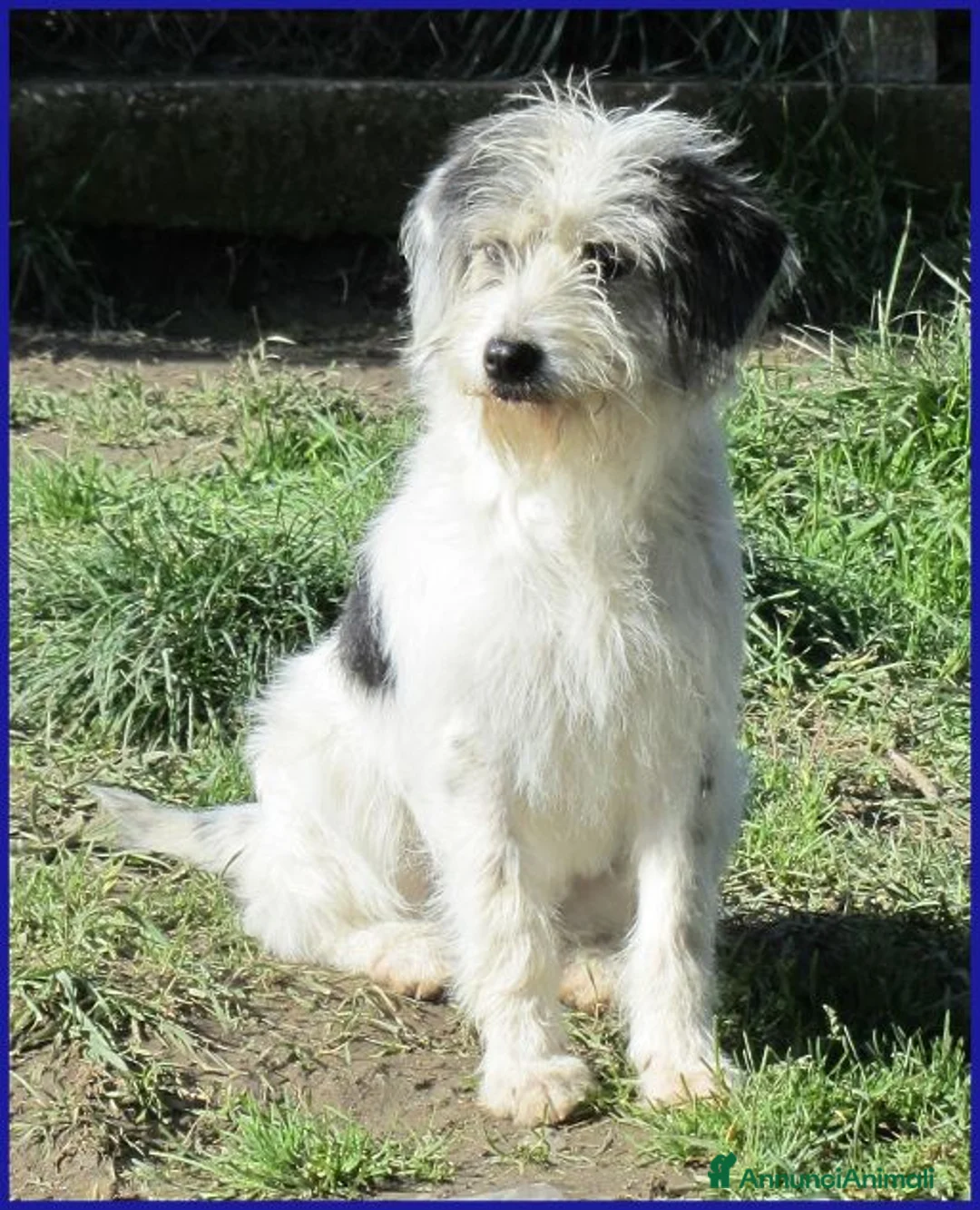 Meticcio cani in regalo: MANNAGGIA giovane simpaticona a Città Metropolitana di Bologna - Annuncio 6