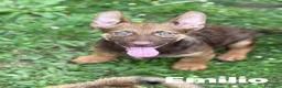 Meticcio cani in regalo: EMILIO, cucciolo dagli occhi chiari!  - Annuncio 5