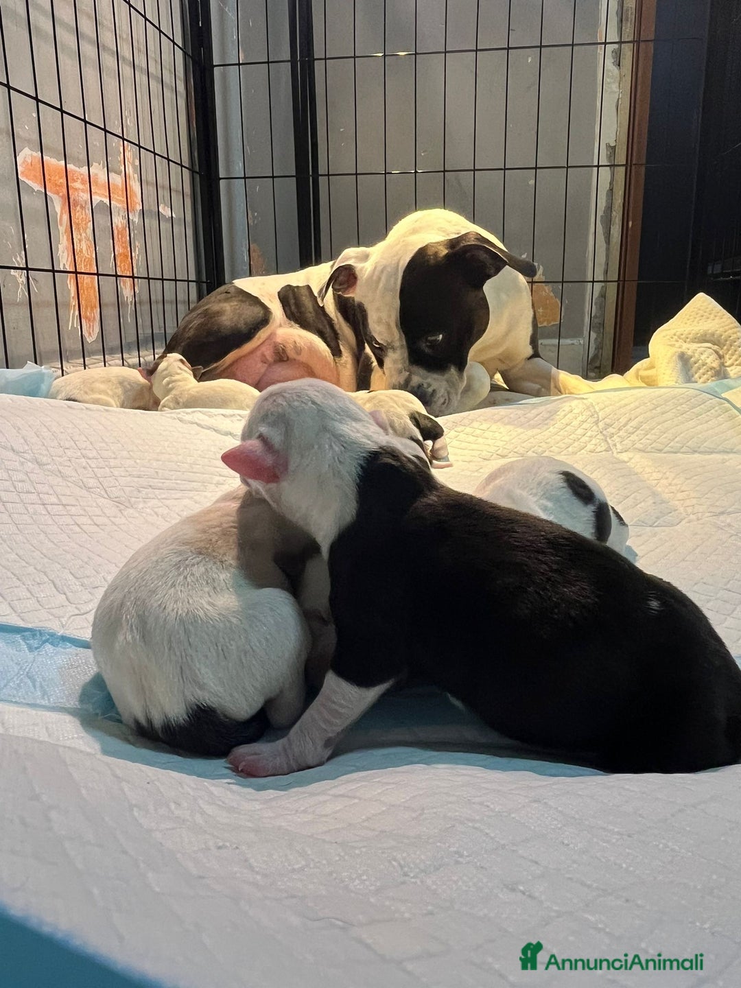 Pitbull cani in vendita: Cuccioli di pitbull  - Annuncio 11