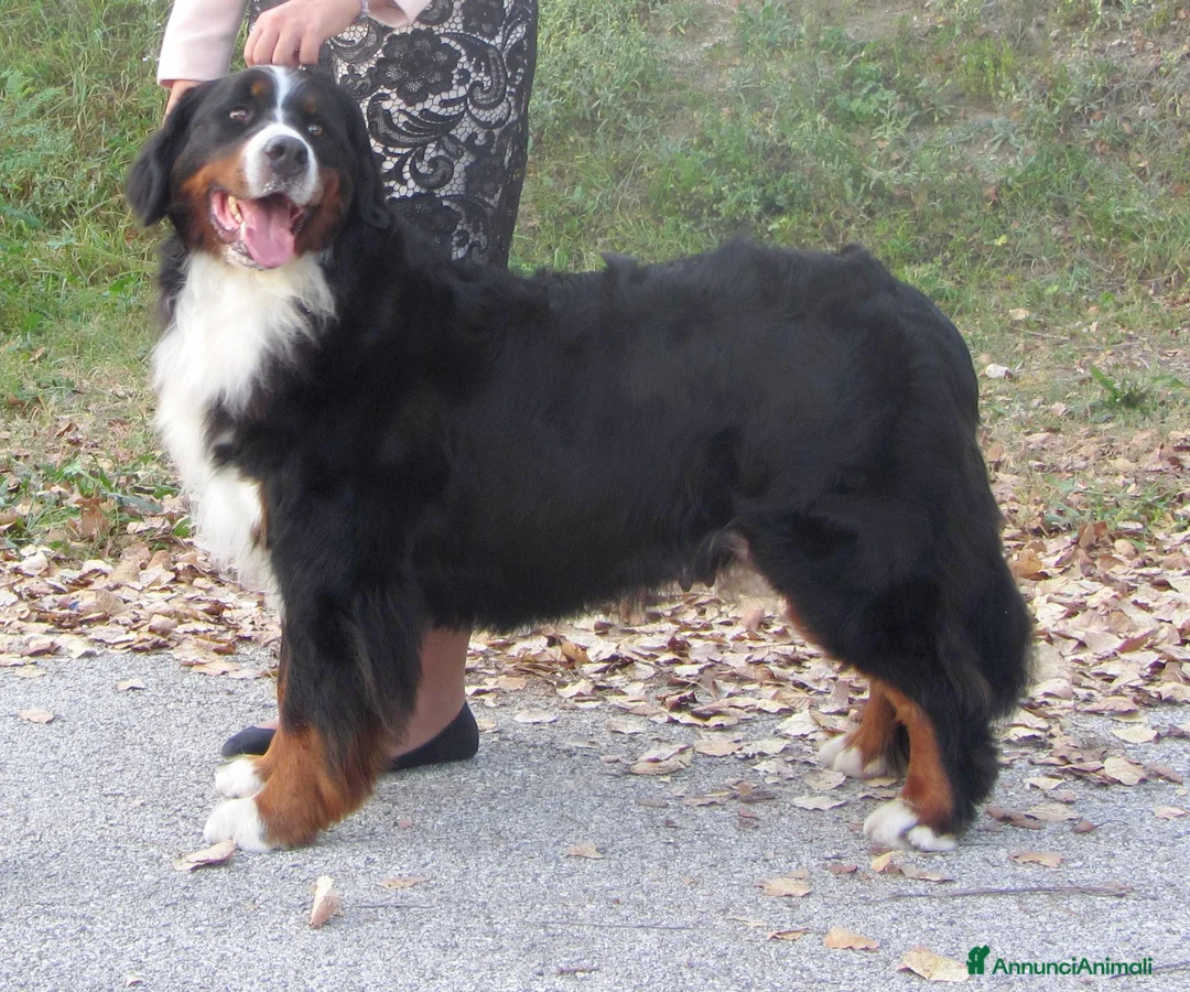 Immagine della galleria {{count}}