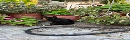 Altre razze gatti in regalo:  gattino nero cerca casa 🖤 - Annuncio 3