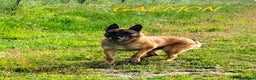 Meticcio cani in regalo: GAEMON pastore Malinois bello come il sole! - Annuncio 3