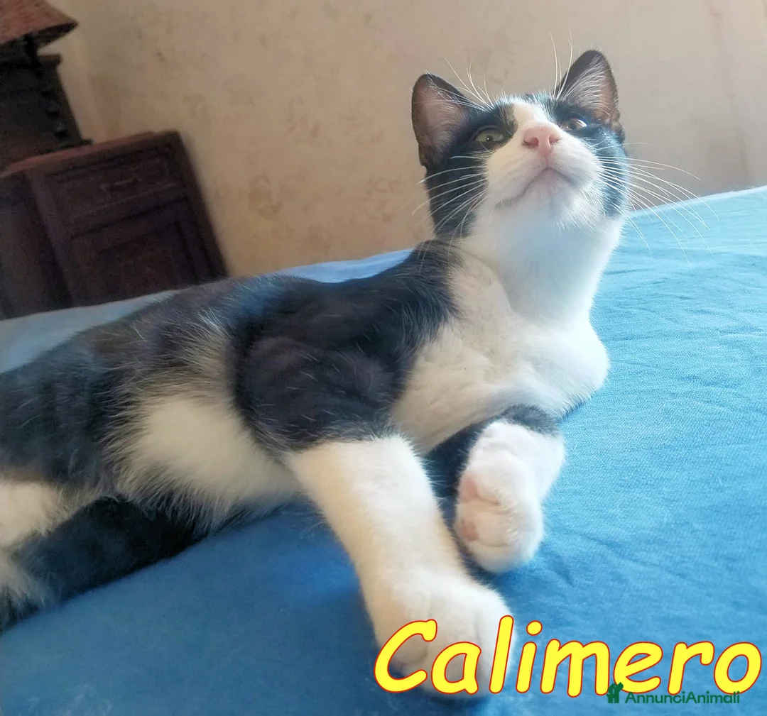 Europeo gatti in regalo: CALIMERO DOLCISSIMO BIANCONERINO - Annuncio 4